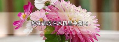 ​花可以放冰箱保鲜,鲜花能放在冰箱里冷藏吗