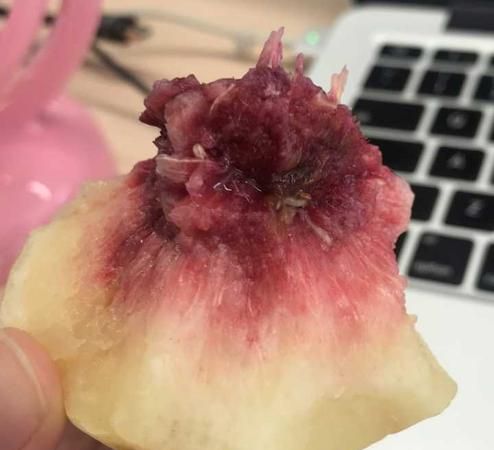桃核里的虫子是什么虫子图片