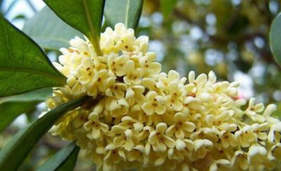 ​桂花怎么挑选，桂花哪个等级最好？
