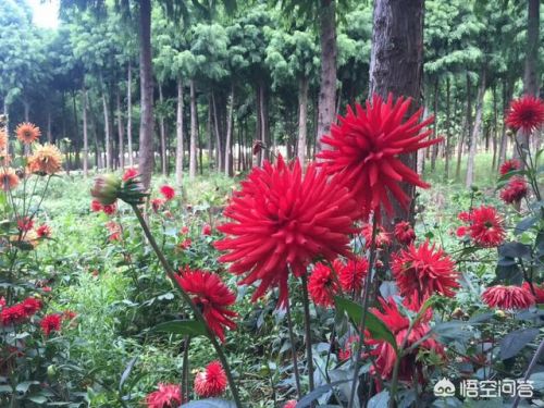 将革命进行到底的内容(将革命进行到底的主要内容)-第2张图片-