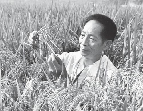 袁隆平爷爷的资料(袁隆平爷爷资料和简介)-第2张图片-