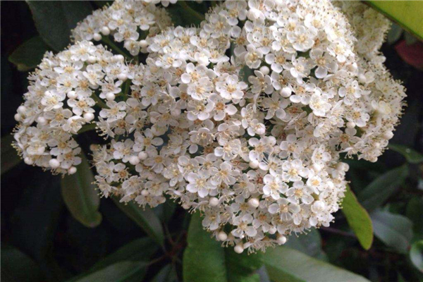 石楠花为什么叫最污花？它散发出的味道令人脸红