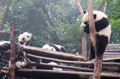 ​熊猫为什么只有中国才有(只有中国还有熊猫的原因)