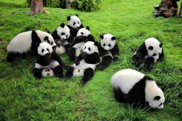 熊猫为什么只有中国才有 天时地利人和保护下的幸存儿