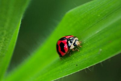 ​七星瓢虫是益虫还是害虫，七星瓢虫是益虫(背上有7个点)