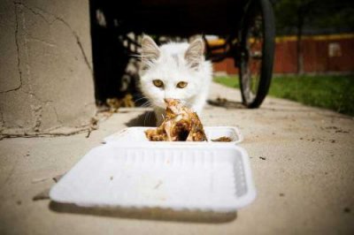 ​被潜轻生的小猫咬了(被潜轻生的小猫抓伤)
