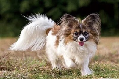 ​蝴蝶犬多少钱一只，宠物级蝴蝶犬的价格(最便宜1200元左右)