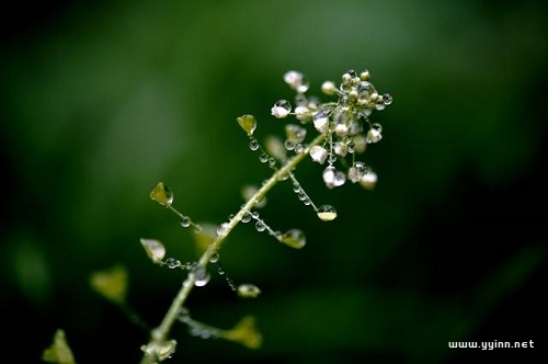 春雨绵绵的唯美句子（推荐20句春雨诗句）