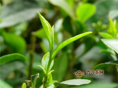 ​西湖龙井茶简介(乌牛早龙井茶简介)