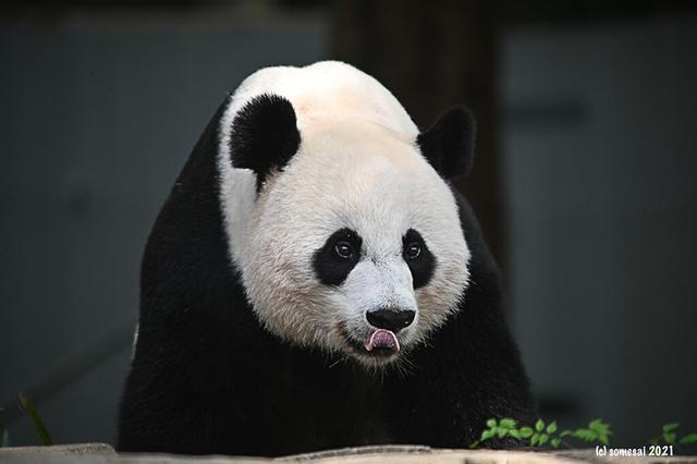 团宠！美香一家刚回国 工作人员就手拿笋笋和苹果排队投喂迎接