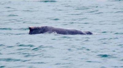 ​新加坡南部海域发现粉红色海豚(新加坡与海豚的亲密接触)