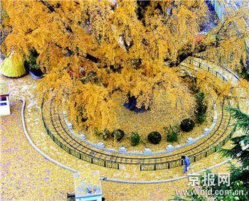 银杏树多少钱一棵-第1张图片-