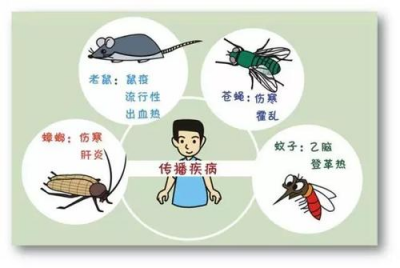 ​四害是指哪4种(病媒生物防制之除“四害”)