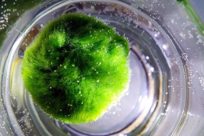 ​海藻球要换水吗 ，这种水生植物为啥很容易养死？