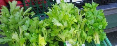 ​芹菜能保存多久不变质[芹菜可以存放多久]