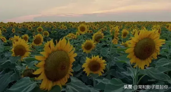 风景美如画的电影有哪些（8部美如画的电影推荐）