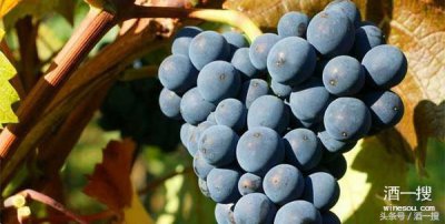 ​pinot noir怎么读(黑皮诺(Pinot Noir))