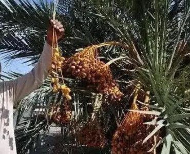 ​生产椰枣最多的国家在哪里？总产量有多少？