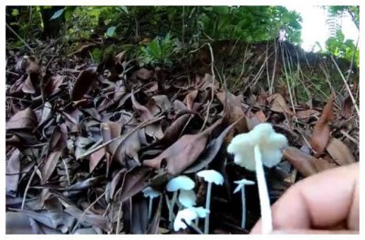 ​云南深山里面的一种野生菌，长的像花朵好看，吃起来味道不输鸡枞