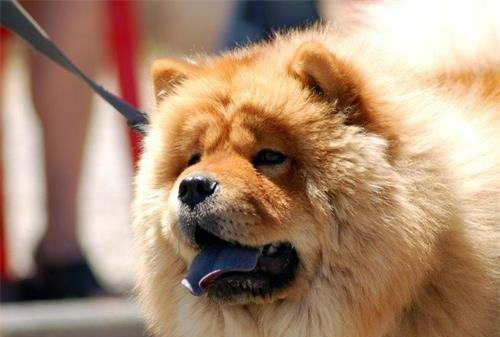 「养宠知识」消毒粉可以去除狗尿吗，消毒粉能去掉狗狗的尿味吗