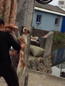 ​两男子当街杀狗，场面触目惊心，众人看了愤怒得想打人