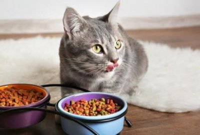 ​猫咪越长越漂亮，原本是吃了这些食物 猫咪喂什么容易长胖