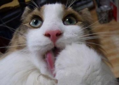 ​猫生产前的征兆有哪些？猫生产前的表现