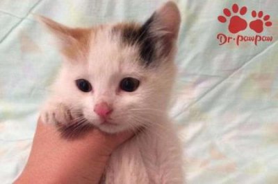 ​怎么样证明一只猫是好猫？猫咪有这5个特点，证明是好猫没养错