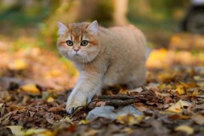 ​小猫咪受到惊吓怎么办？小猫受到惊吓后有哪些反应