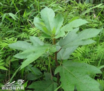 ​五指毛桃多少度的酒  五指毛桃酒是哪里的