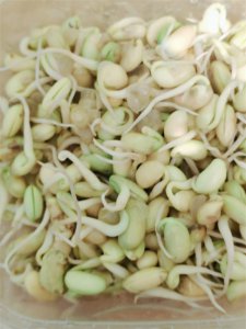 ​教你怎么自己生豆芽