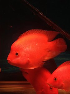 ​六大吉祥观赏鱼