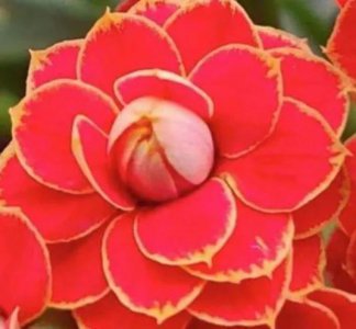 ​稀有的长寿花，花朵大，花瓣厚重，颜色惊艳