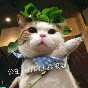 ​突然出现的表情包｜你的小可爱来啦