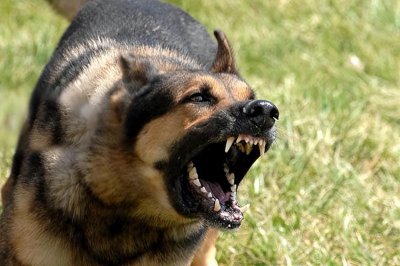 ​兽医：狗狗狂犬病的几种症状，一旦发现，赶紧远离