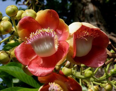 ​炮弹树又名炮弹果、炮弹花，其花艳丽、芳香四溢，常种植为观赏植物