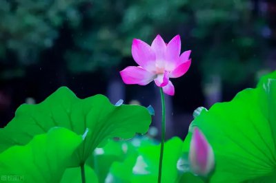 ​李商隐十四首经典诗作赏析合集