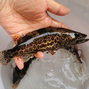 ​淡水里7种好吃还没刺的鱼类和做法