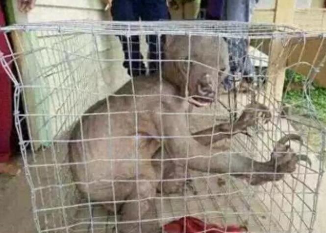 传说中的水猴子真的存在吗？若存在到底长什么样子呢