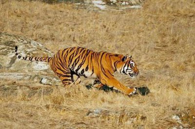 ​食人虎，流窜两国吃掉436人，猎人将其击毙后才发现食人原因