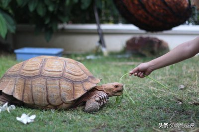 ​乌龟虽天生胆小，熟悉了也很亲人，乌龟喜欢人摸它哪里