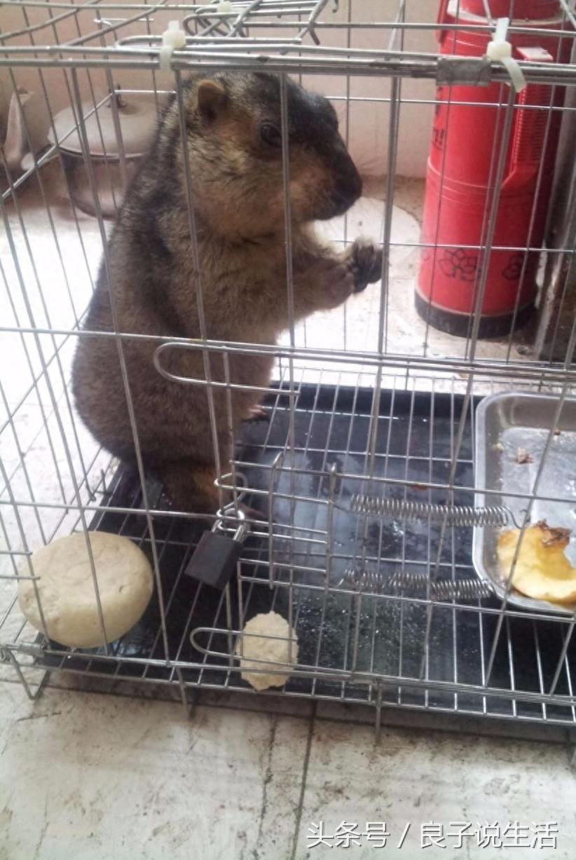 土拨鼠看上去萌萌的真可爱，那么它可以当宠物养吗？