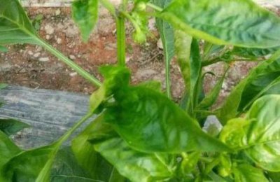 ​高温季节辣椒上红蜘蛛猛发？了解原因及早防治，方法很重要