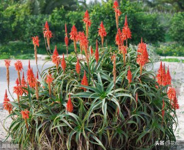 ​家里的芦荟开花了，是什么兆头？是你太幸运了，福运马上就到