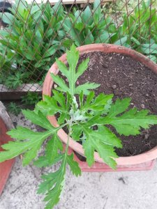​教你认清艾蒿、艾草
