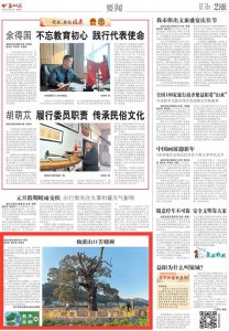 ​益阳名木古树│仙溪山口苦槠树