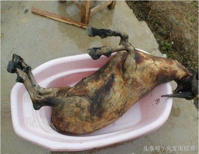 ​用屎做出美味家宴，你们能接受吃shi这个事实吗？