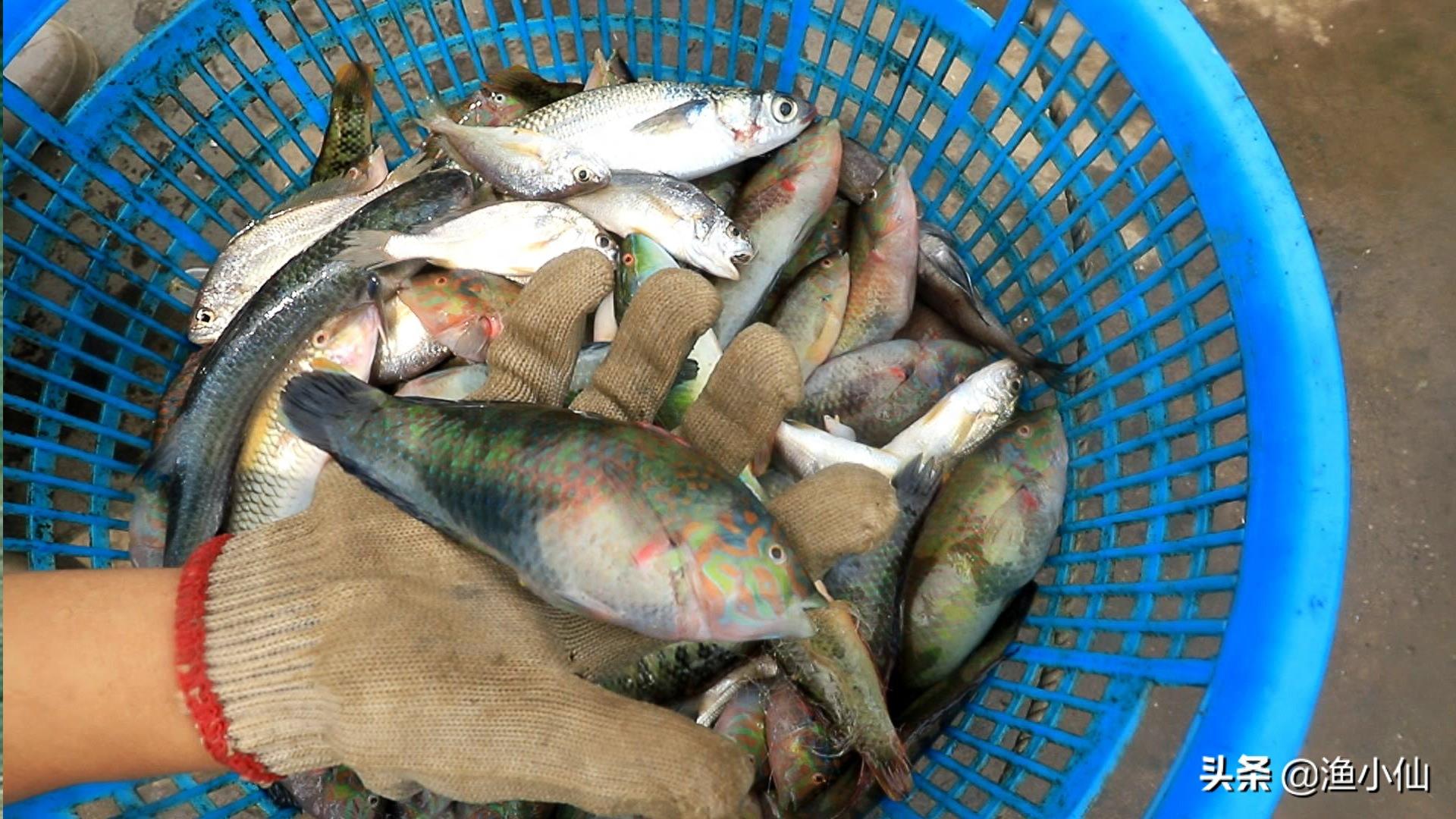 雄雌不同颜色也不同的青衣鱼，肉质黏胶十分美味，野生的很少见了