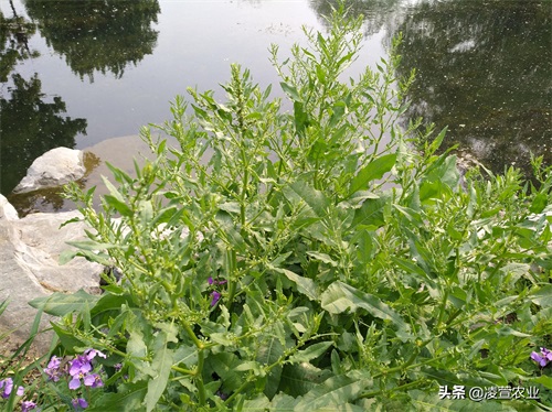 野菠菜，又名土大黄，既有药用价值又有食用价值