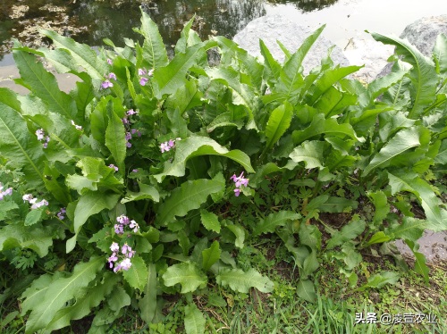 野菠菜，又名土大黄，既有药用价值又有食用价值